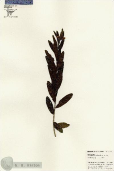 URN_catalog_HBHinton_herbarium_25546.jpg.jpg