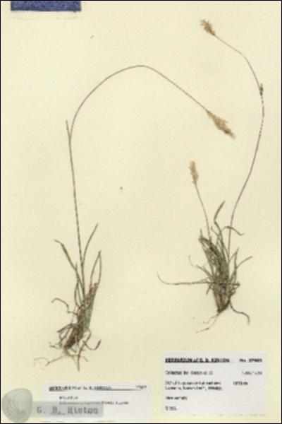 URN_catalog_HBHinton_herbarium_27903.jpg.jpg