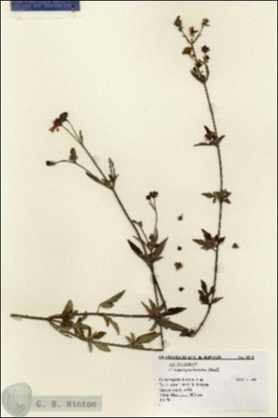 URN_catalog_HBHinton_herbarium_9379.jpg.jpg