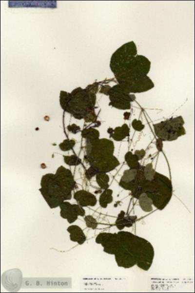 URN_catalog_HBHinton_herbarium_25017.jpg.jpg