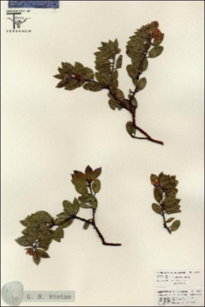 URN_catalog_HBHinton_herbarium_26089.jpg.jpg