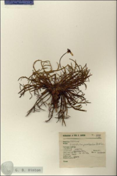 URN_catalog_HBHinton_herbarium_6598.jpg.jpg