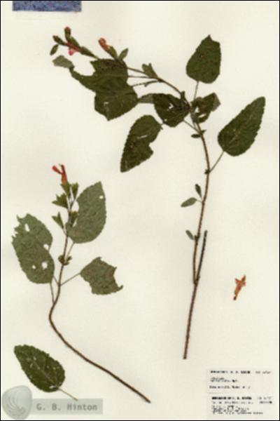 URN_catalog_HBHinton_herbarium_23127.jpg.jpg