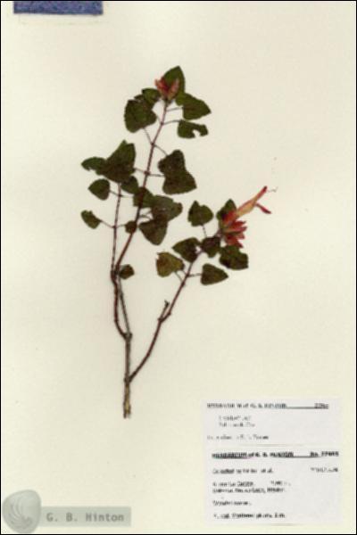 URN_catalog_HBHinton_herbarium_27965.jpg.jpg