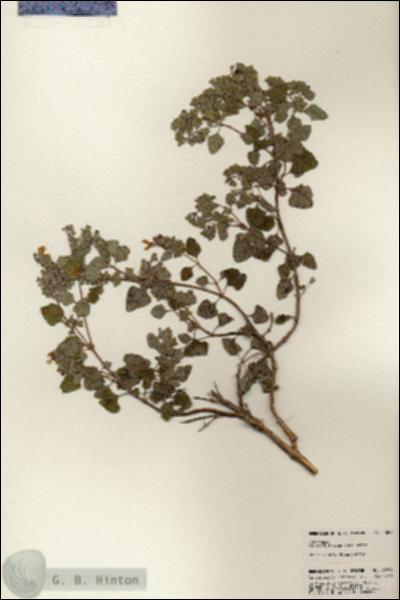 URN_catalog_HBHinton_herbarium_23894.jpg.jpg