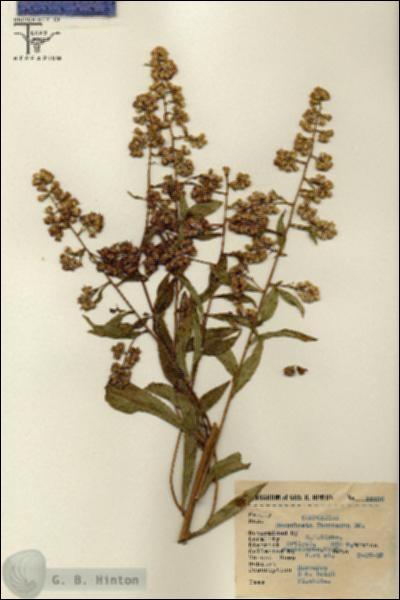 URN_catalog_HBHinton_herbarium_15236.jpg.jpg