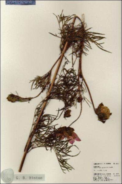 URN_catalog_HBHinton_herbarium_24581.jpg.jpg