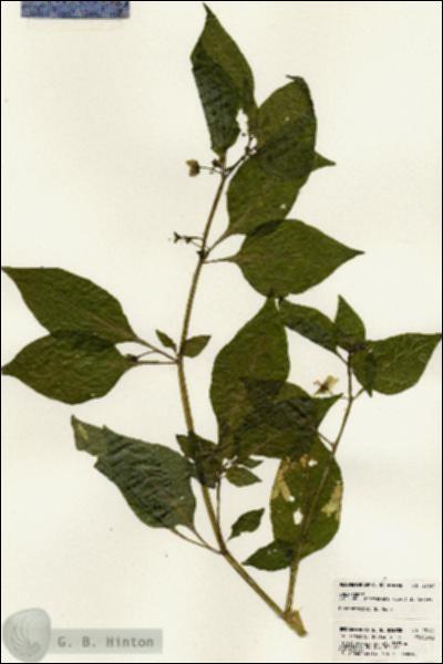 URN_catalog_HBHinton_herbarium_23161.jpg.jpg