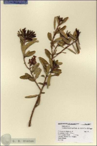 URN_catalog_HBHinton_herbarium_18417.jpg.jpg