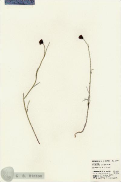 URN_catalog_HBHinton_herbarium_23765.jpg.jpg