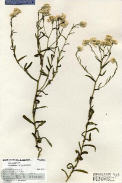 URN_catalog_HBHinton_herbarium_20787.jpg.jpg