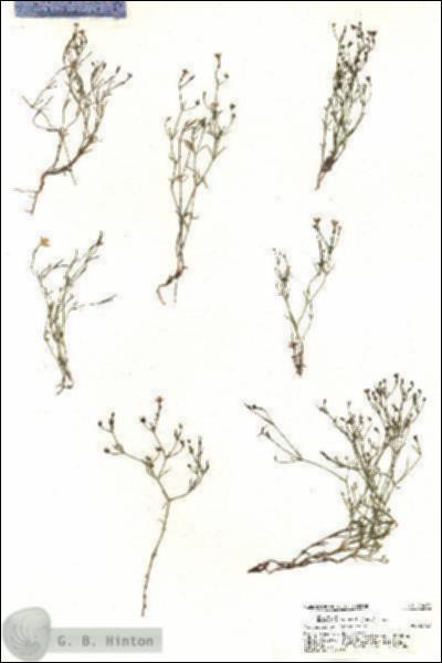 URN_catalog_HBHinton_herbarium_20412.jpg.jpg