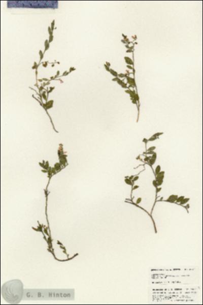 URN_catalog_HBHinton_herbarium_25457.jpg.jpg