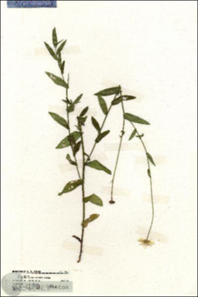 URN_catalog_HBHinton_herbarium_20025.jpg.jpg