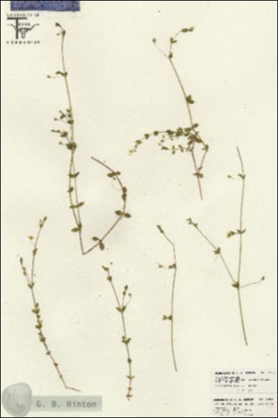 URN_catalog_HBHinton_herbarium_26545.jpg.jpg