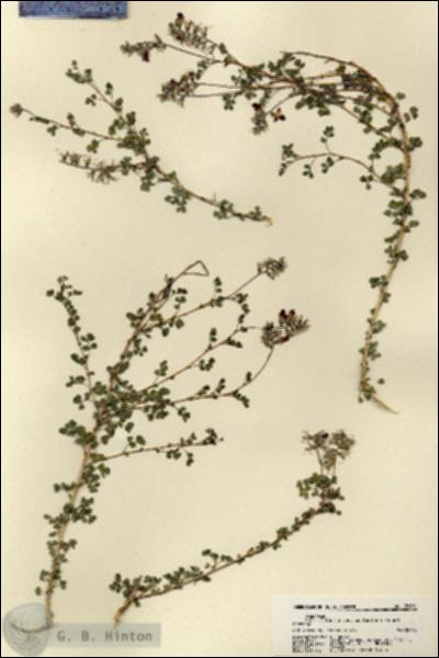 URN_catalog_HBHinton_herbarium_21991.jpg.jpg