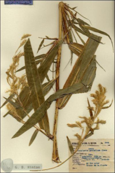 URN_catalog_HBHinton_herbarium_3229.jpg.jpg