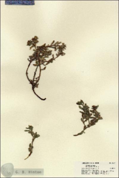 URN_catalog_HBHinton_herbarium_22371.jpg.jpg