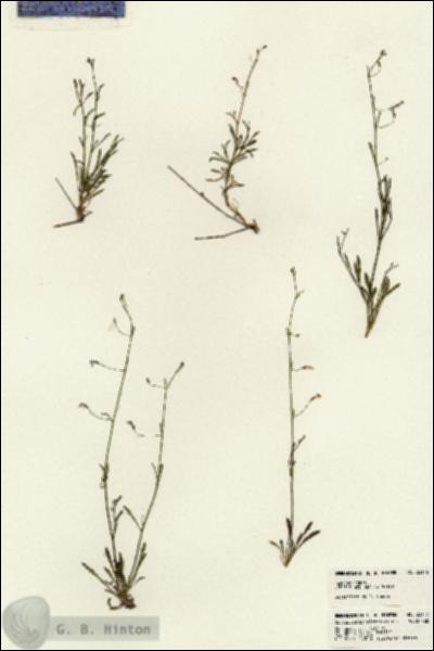 URN_catalog_HBHinton_herbarium_23116.jpg.jpg