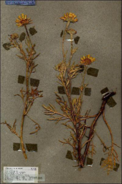 URN_catalog_HBHinton_herbarium_17255.jpg.jpg