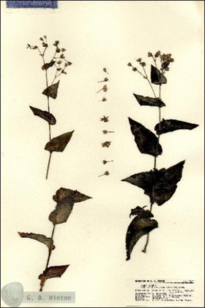 URN_catalog_HBHinton_herbarium_22082.jpg.jpg