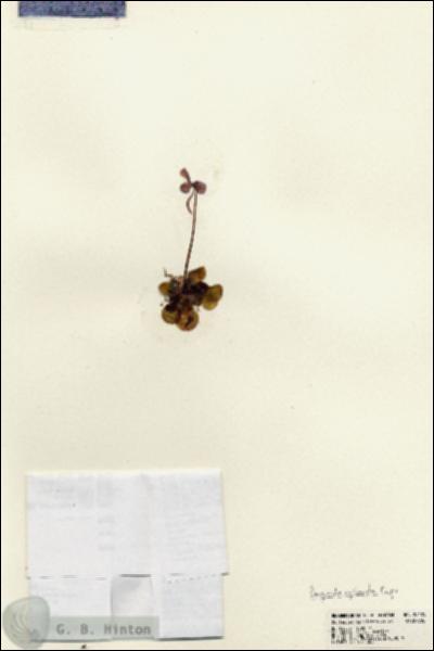 URN_catalog_HBHinton_herbarium_23125.jpg.jpg