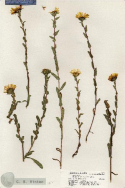 URN_catalog_HBHinton_herbarium_20735.jpg.jpg