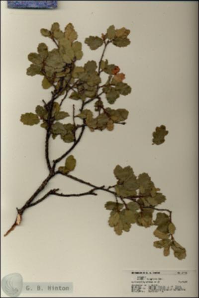 URN_catalog_HBHinton_herbarium_21145.jpg.jpg
