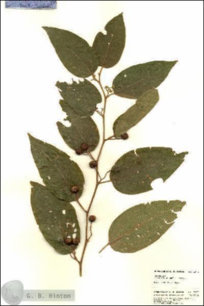 URN_catalog_HBHinton_herbarium_22173.jpg.jpg