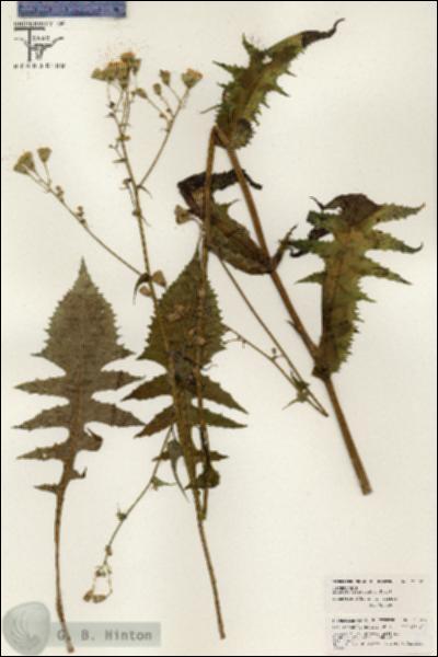 URN_catalog_HBHinton_herbarium_26367.jpg.jpg