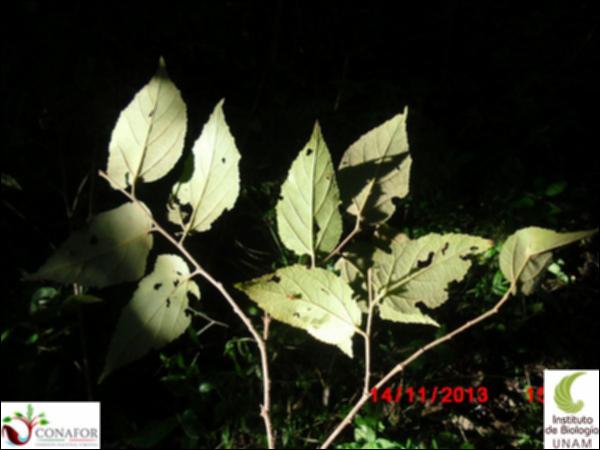 49303_S1_HJ2_20131114_008_001.jpg.jpg