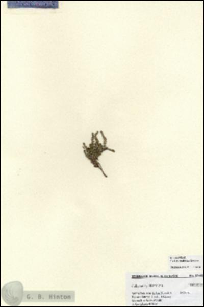URN_catalog_HBHinton_herbarium_27092.jpg.jpg