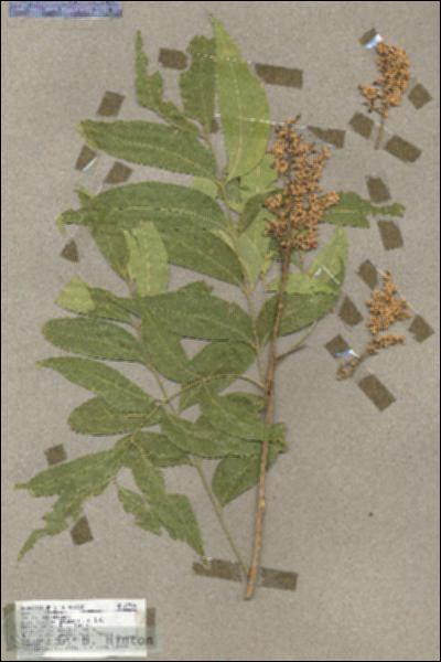 URN_catalog_HBHinton_herbarium_17784.jpg.jpg