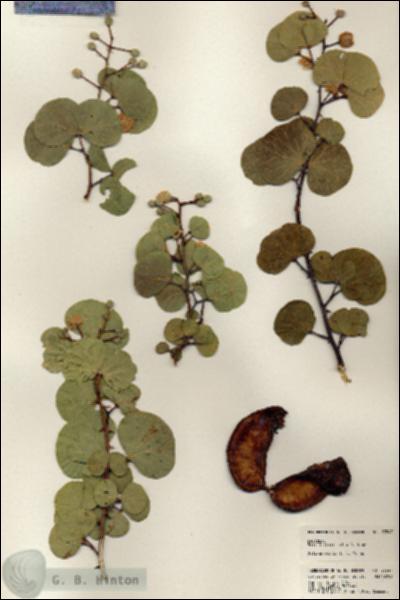 URN_catalog_HBHinton_herbarium_23547.jpg.jpg
