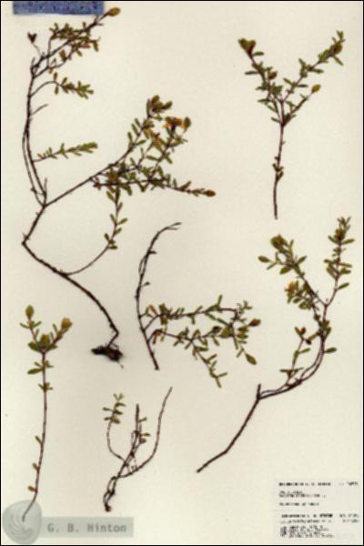 URN_catalog_HBHinton_herbarium_24595.jpg.jpg