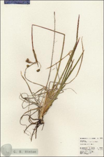 URN_catalog_HBHinton_herbarium_23975.jpg.jpg