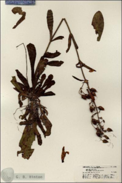 URN_catalog_HBHinton_herbarium_21296.jpg.jpg