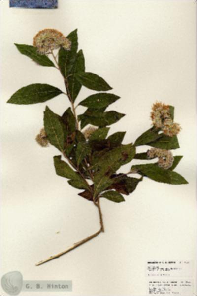 URN_catalog_HBHinton_herbarium_25121.jpg.jpg