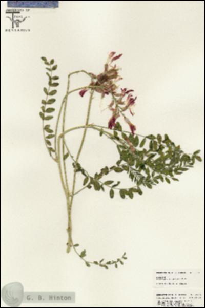 URN_catalog_HBHinton_herbarium_25435.jpg.jpg