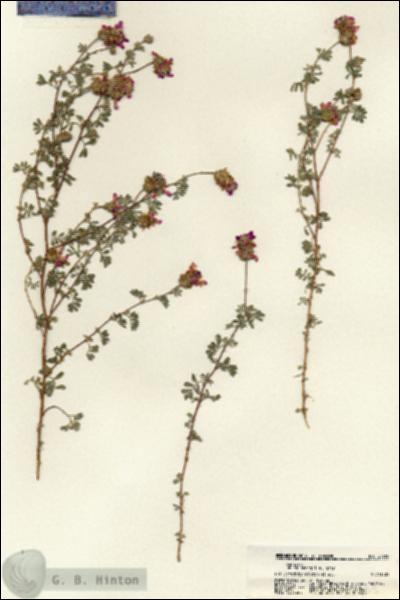URN_catalog_HBHinton_herbarium_21755.jpg.jpg