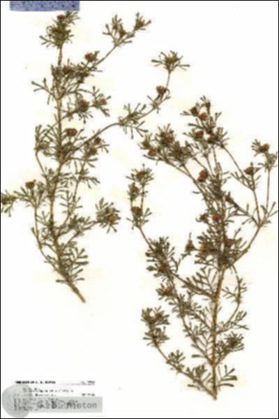 URN_catalog_HBHinton_herbarium_19719.jpg.jpg