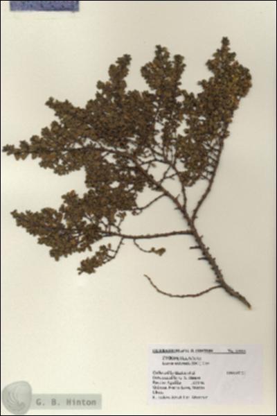 URN_catalog_HBHinton_herbarium_23993.jpg.jpg