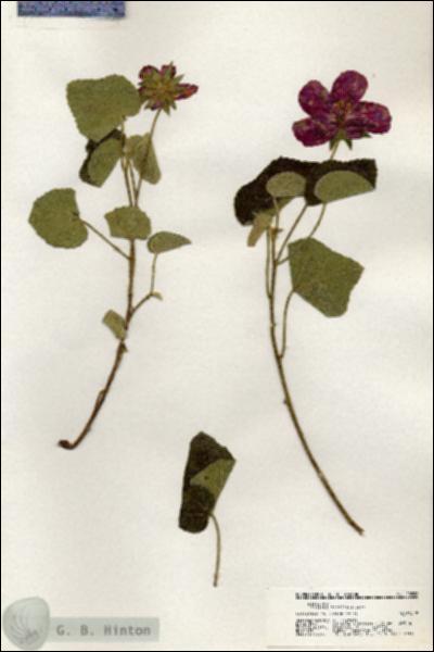 URN_catalog_HBHinton_herbarium_20822.jpg.jpg