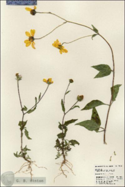 URN_catalog_HBHinton_herbarium_23688.jpg.jpg