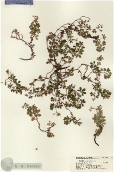 URN_catalog_HBHinton_herbarium_21620.jpg.jpg