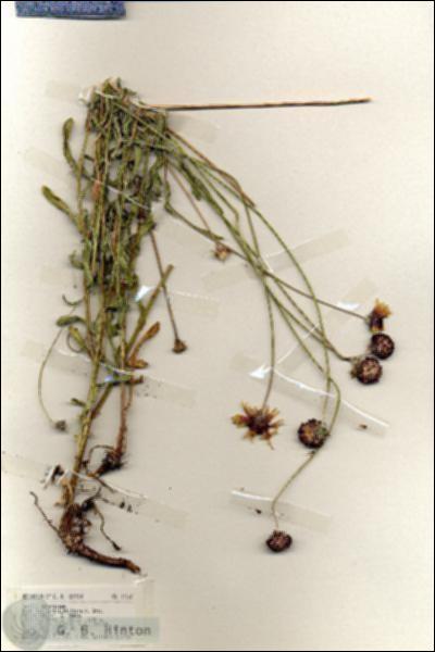 URN_catalog_HBHinton_herbarium_19168.jpg.jpg