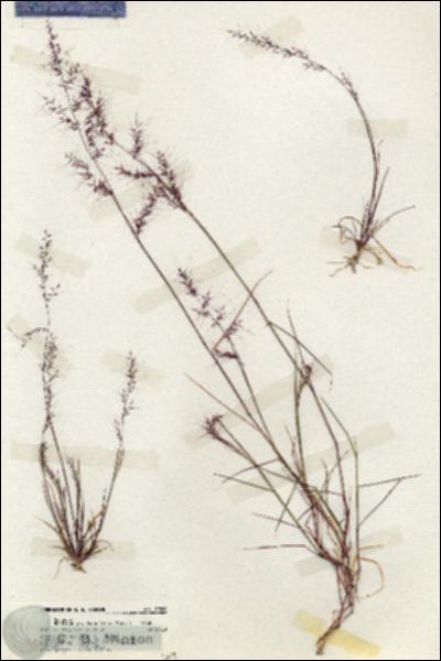 URN_catalog_HBHinton_herbarium_19888.jpg.jpg