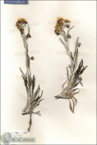 URN_catalog_HBHinton_herbarium_19398.jpg.jpg
