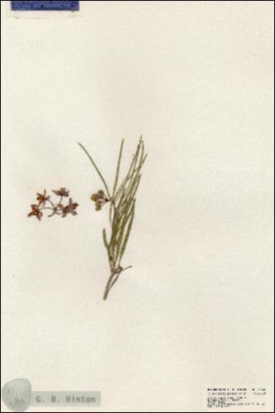 URN_catalog_HBHinton_herbarium_20446.jpg.jpg