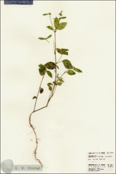 URN_catalog_HBHinton_herbarium_23393.jpg.jpg